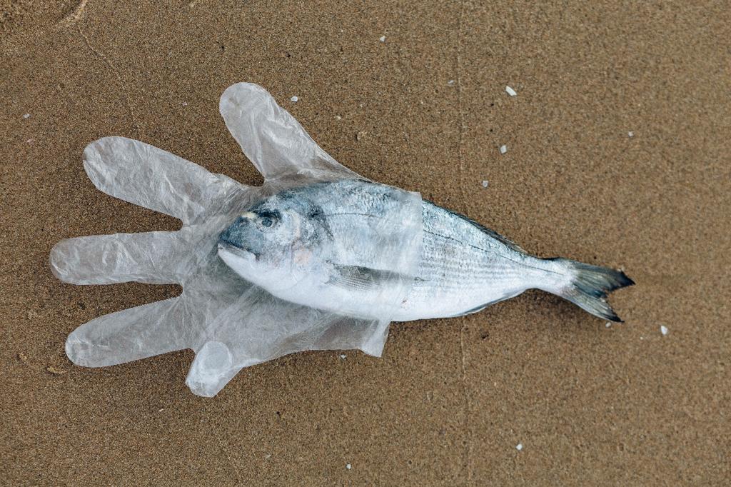 プラスチックごみに苦しむ魚