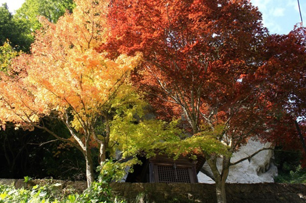 秋の七草とは？種類や花言葉、春の七草との違いを知ろう