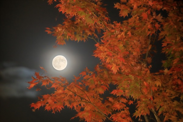 秋の風物詩「月見」をもっと知って楽しもう！|十五夜とは？