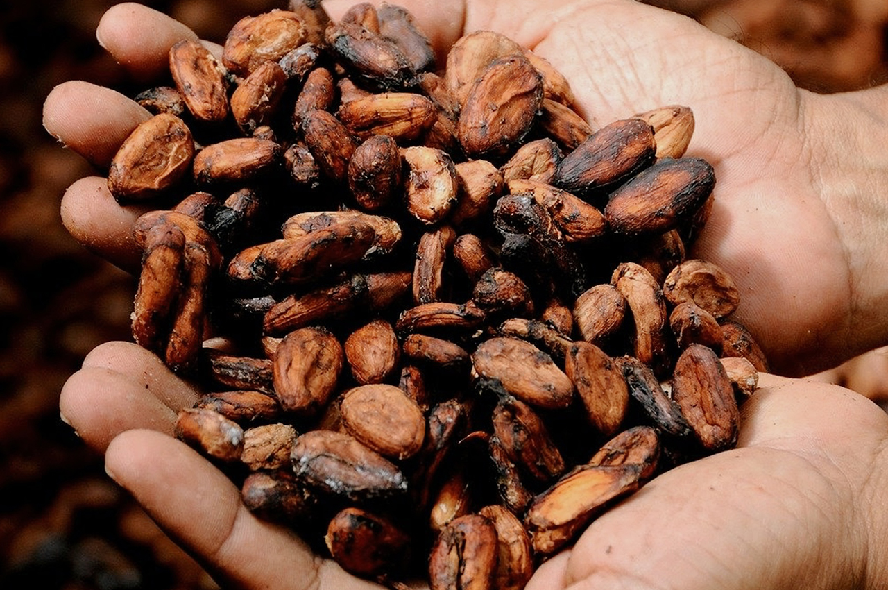 Cacao Extinction