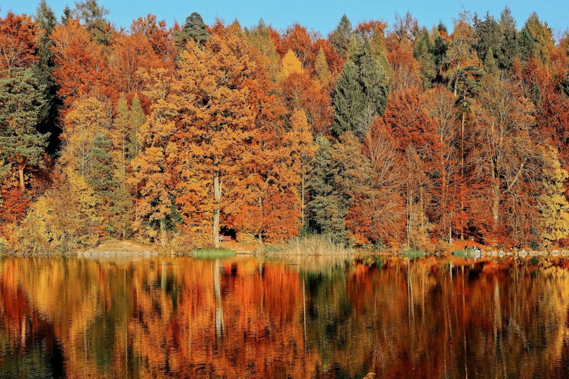 秋の紅葉が見られなくなる？美しい景色が失われる理由とは|これから先の未来も美しい紅葉が楽しめるように