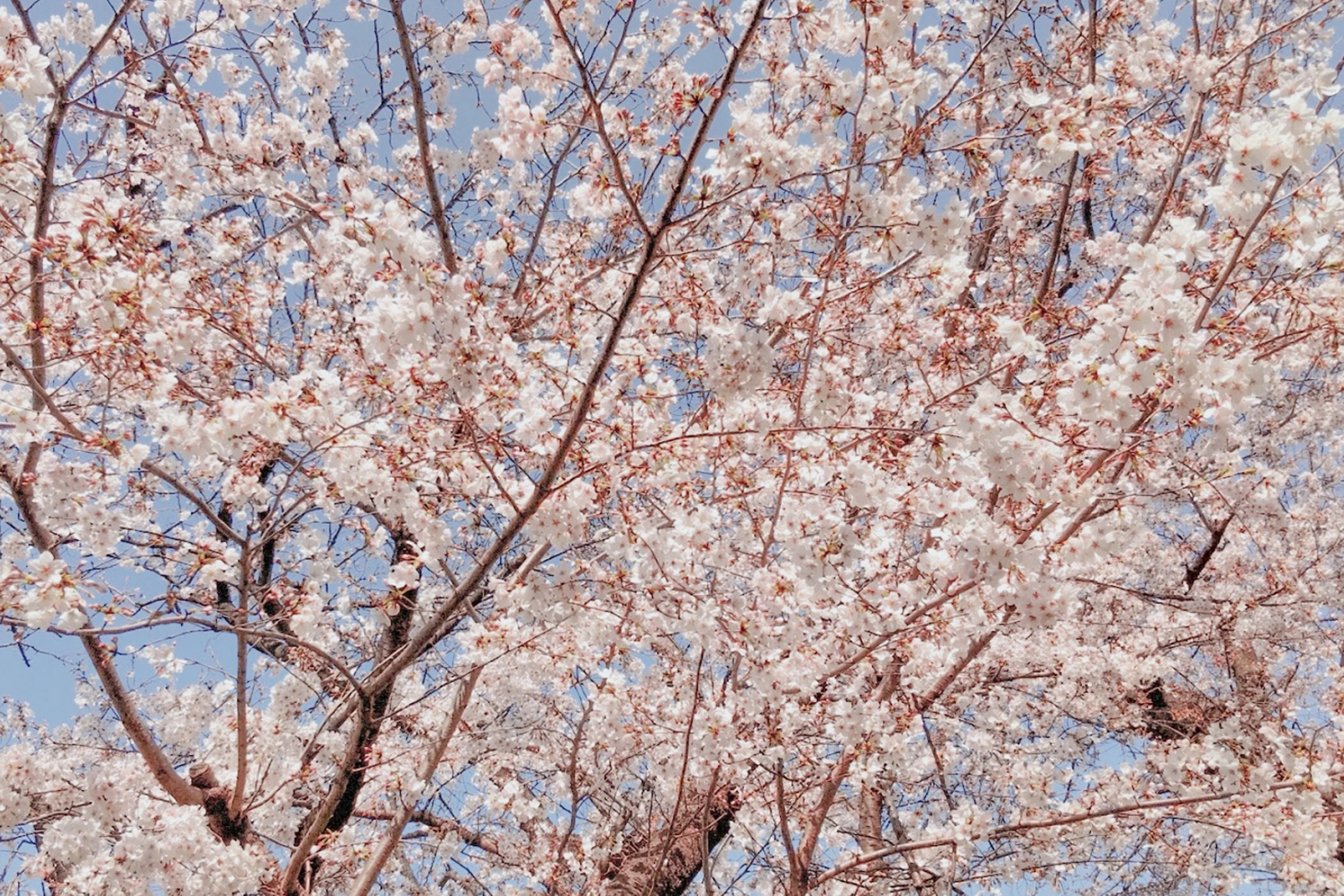 お花見はどうなる？地球温暖化が桜の開花に与える影響|＜桜が咲かない、満開にならない地域がある＞