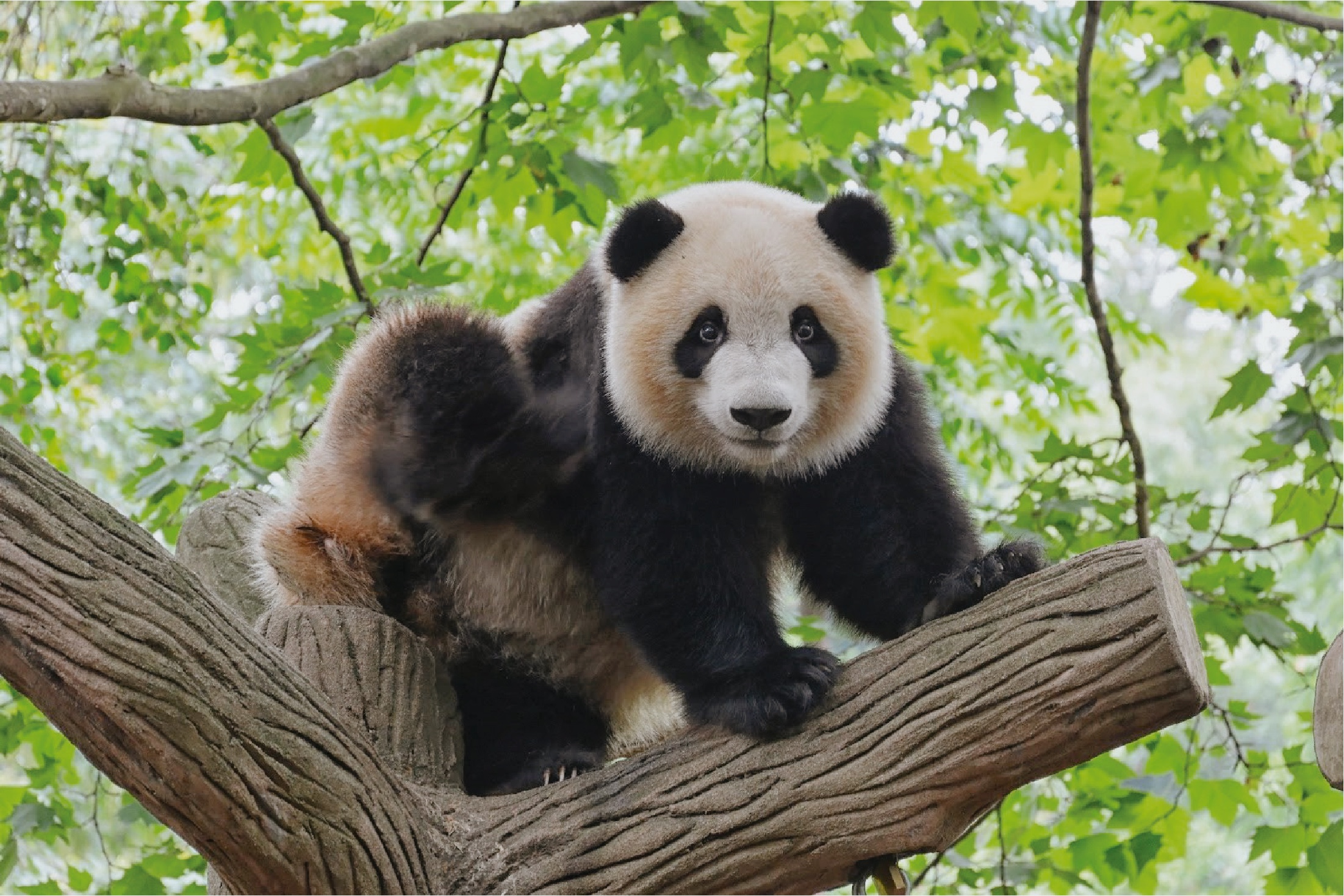 パンダが絶滅危惧種でなくなる？その背景と生息環境の現状