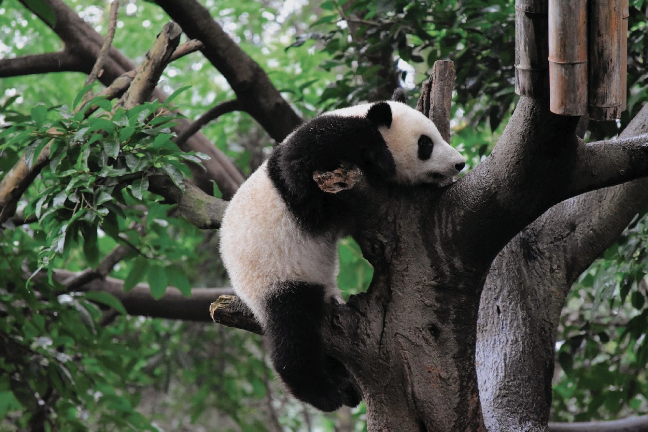 パンダが絶滅危惧種でなくなる？その背景と生息環境の現状|不安定なパンダの生息環境