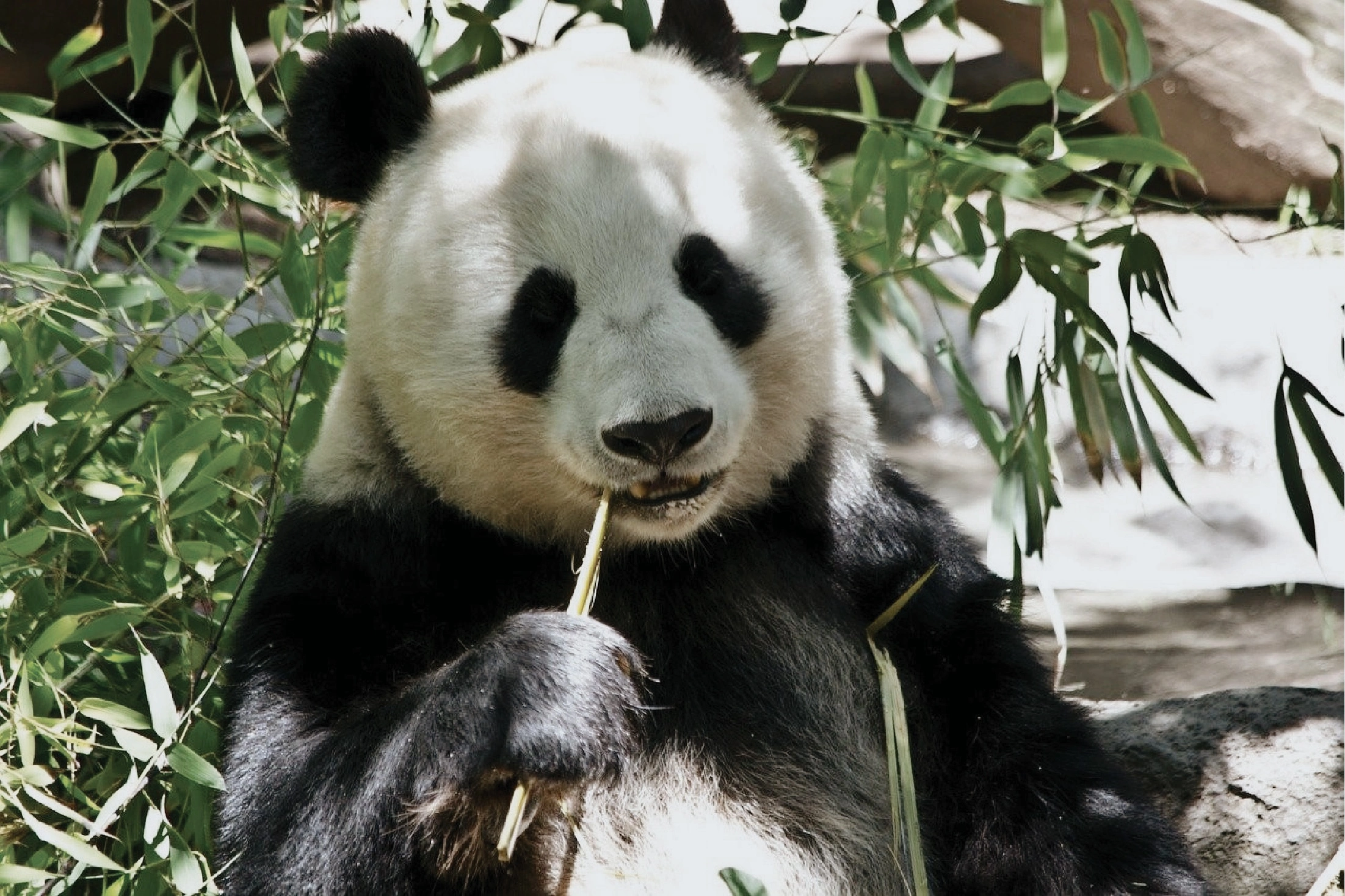 パンダが絶滅危惧種でなくなる？その背景と生息環境の現状|＜最もやっかいなイノシシの存在＞