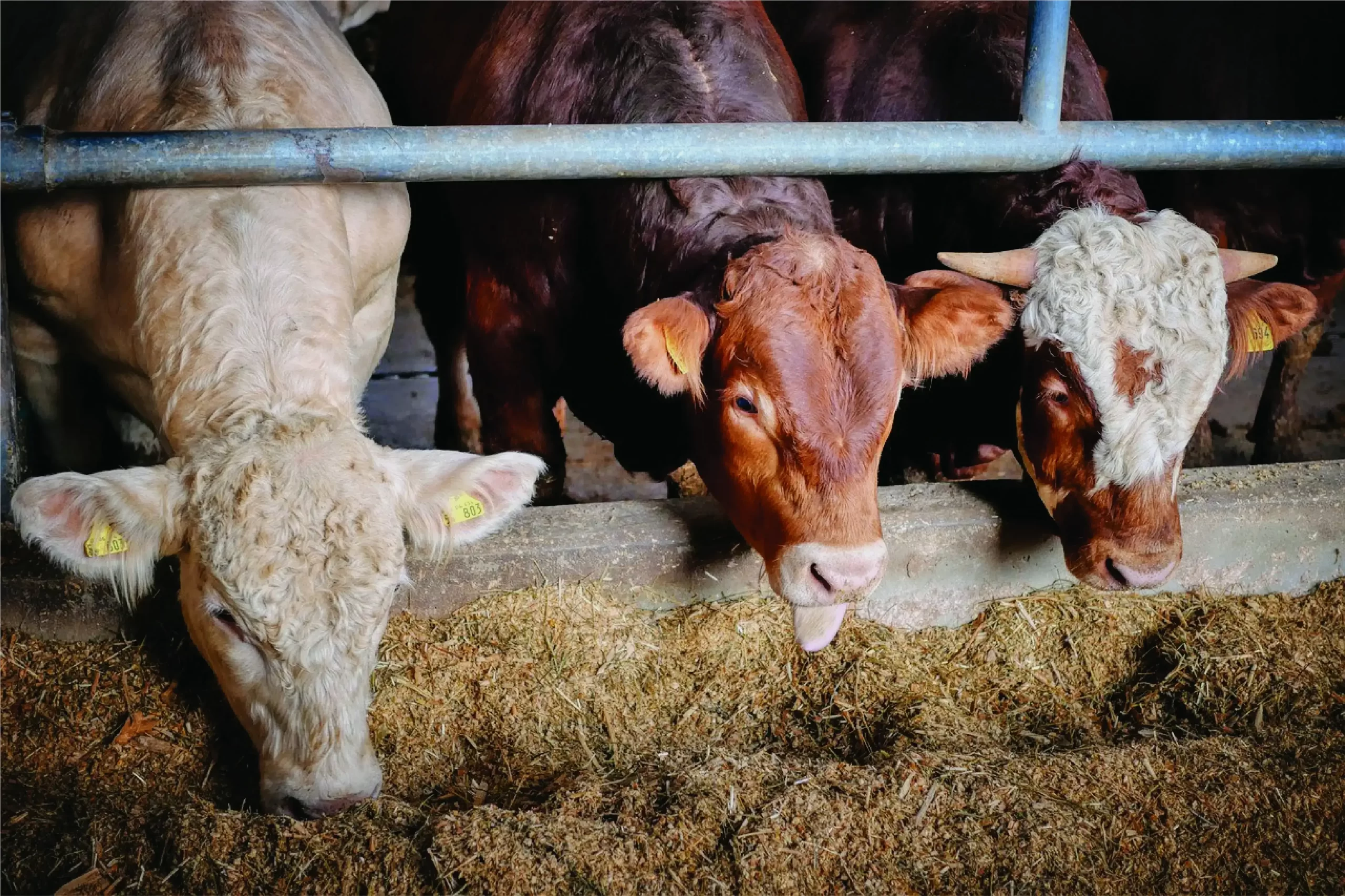 ヴィーガンが環境保全になる理由｜畜産業による環境負荷とは|畜産業が環境に与える影響
