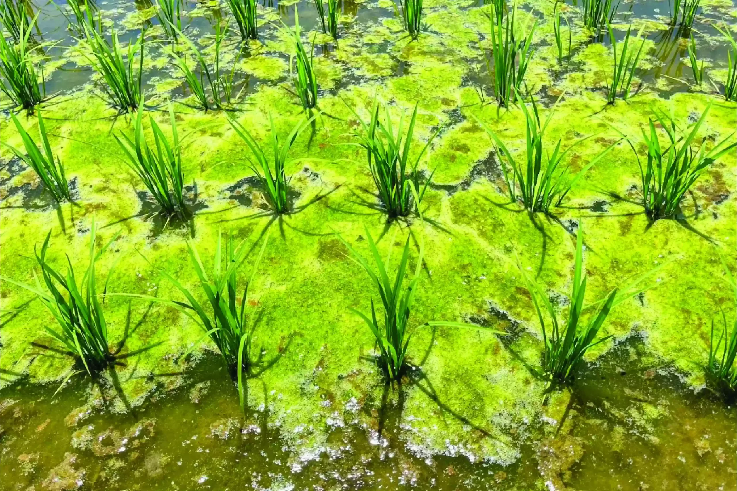 藻類って何？さまざまな分野で活用できる秘められた可能性とは|藻類とは？
