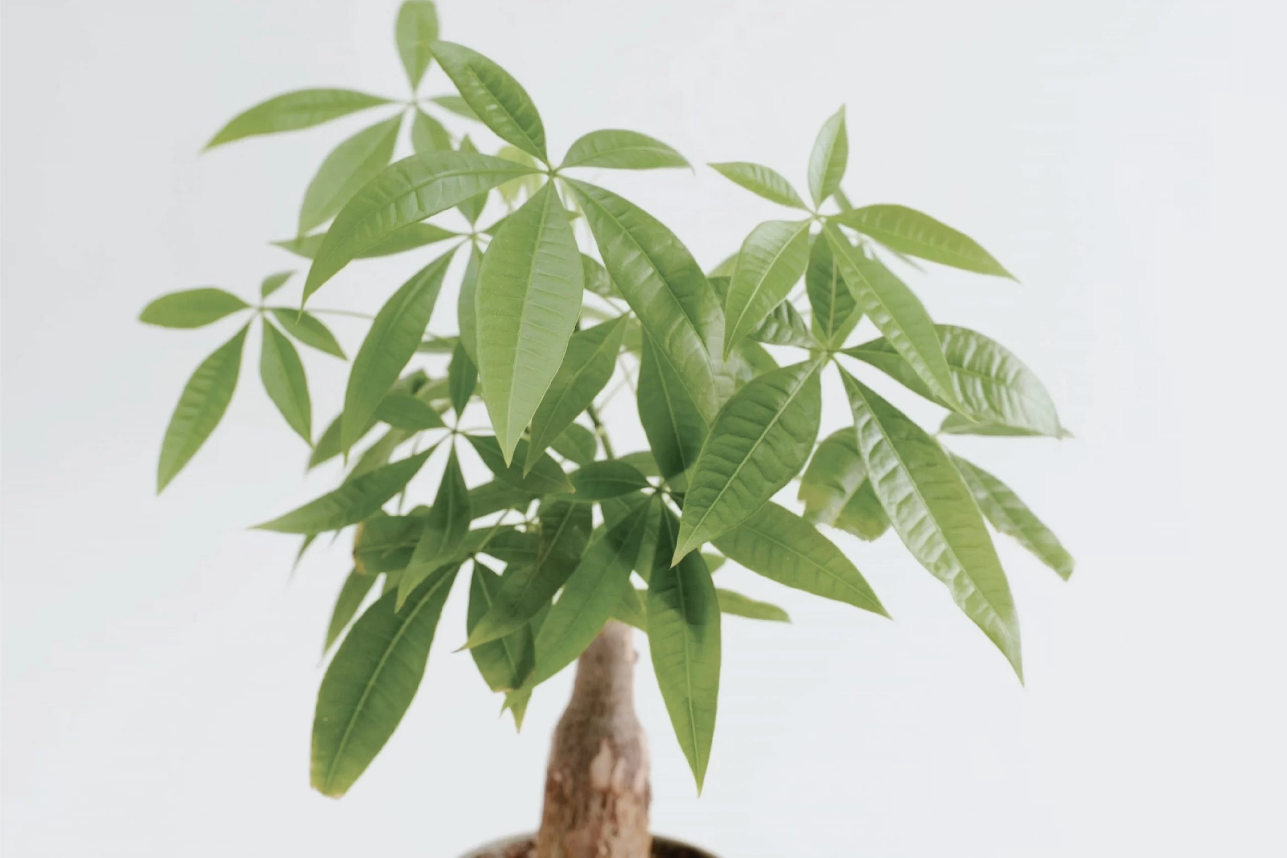 水耕栽培におすすめの観葉植物と育て方のポイント|水耕栽培におすすめの観葉植物＆育て方のポイント