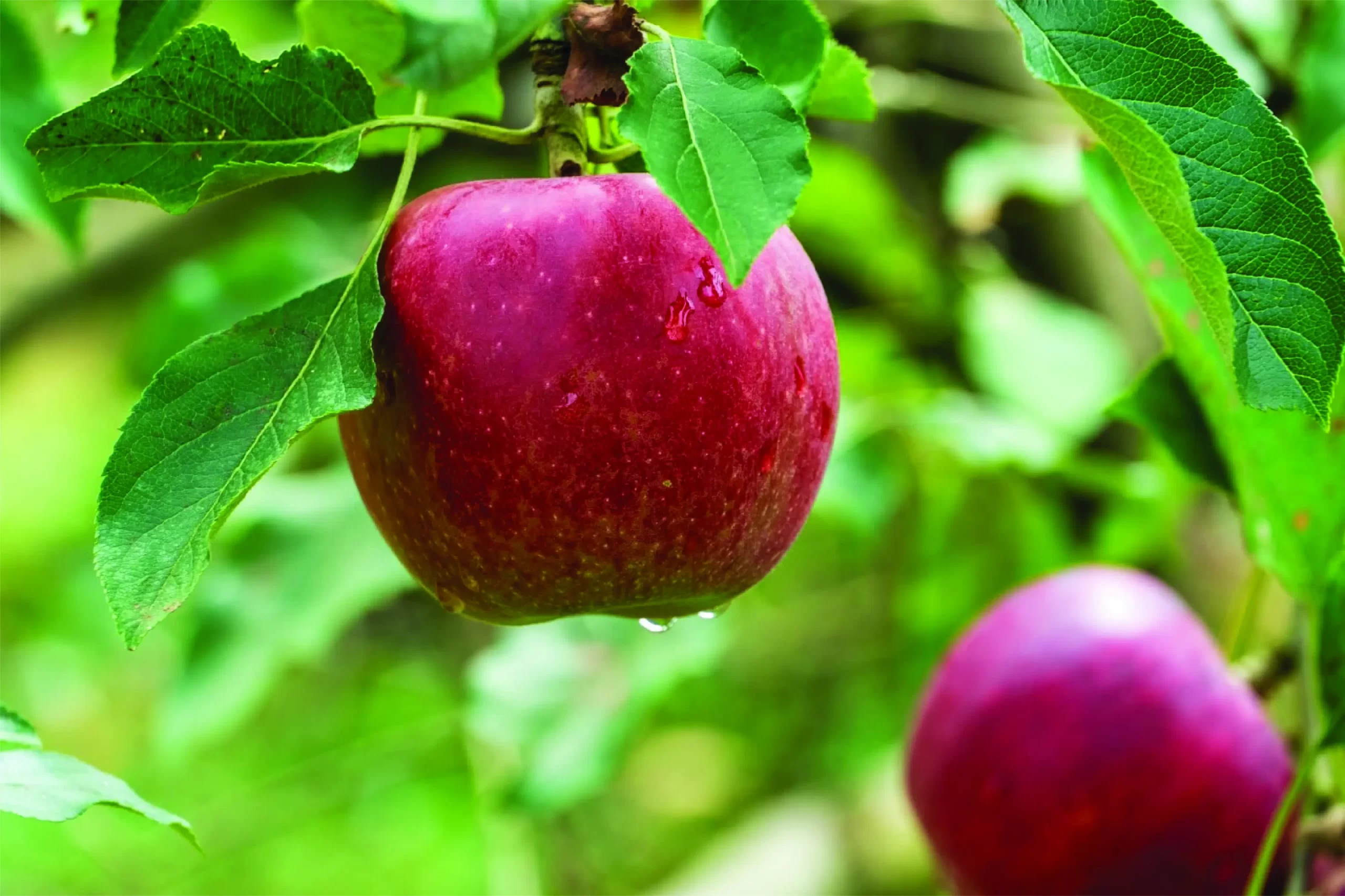 気候変動による果物への影響｜適応策と新たな取り組みの必要性|＜ぶどう＞