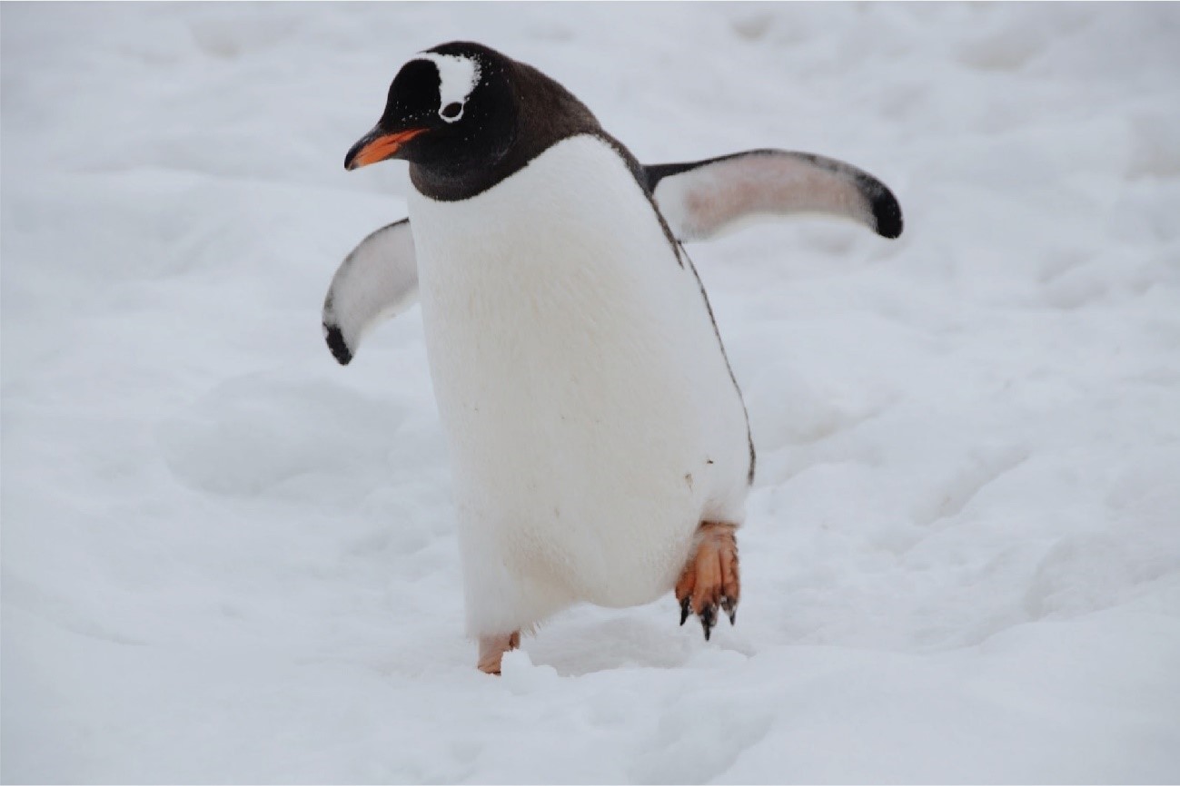 1-気候変動やさまざまな脅威によるペンギンへの影響