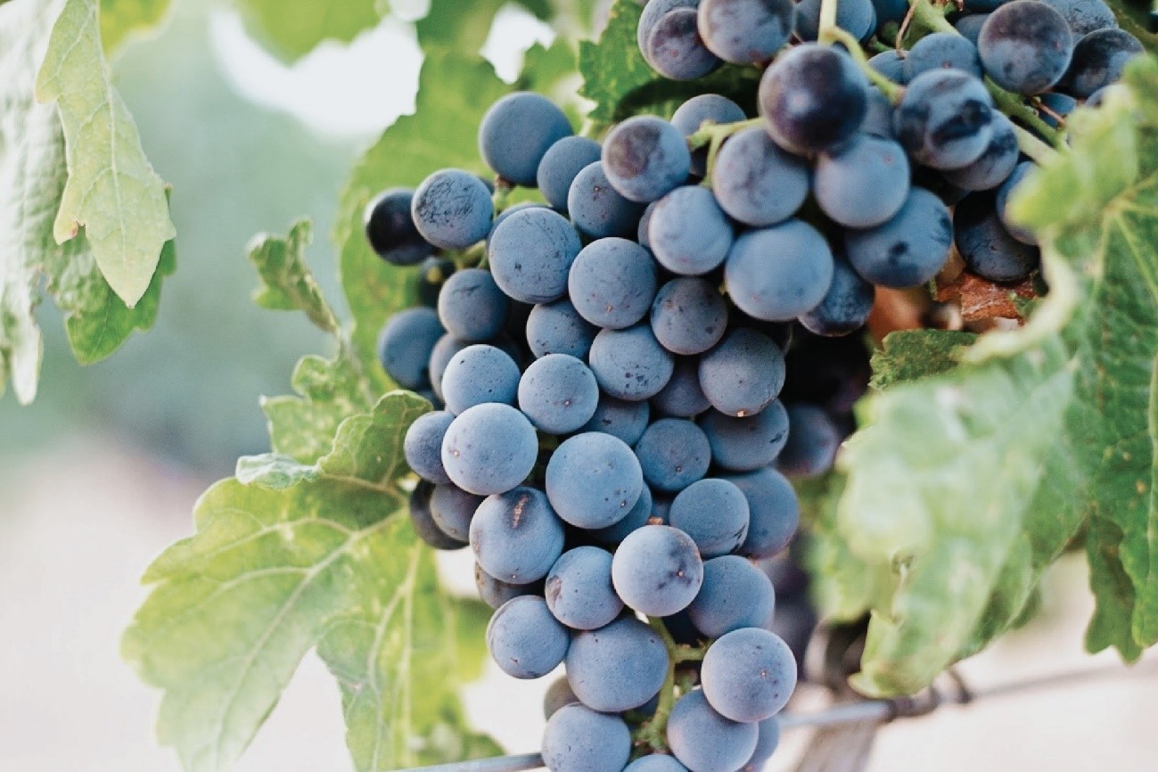 2-気候変動によるワインへの影響｜栽培品種や味の変化とは？