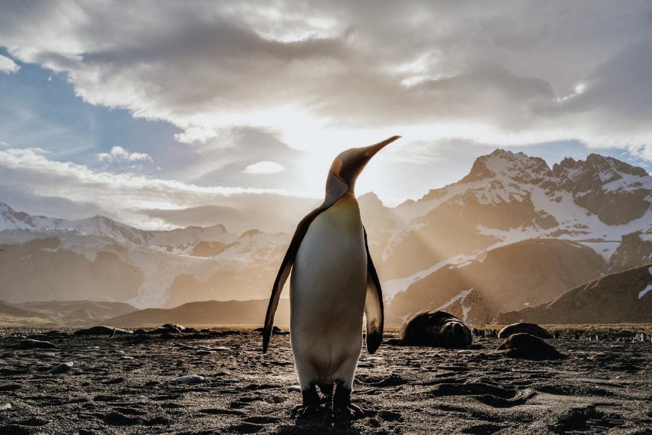 2-気候変動やさまざまな脅威によるペンギンへの影響