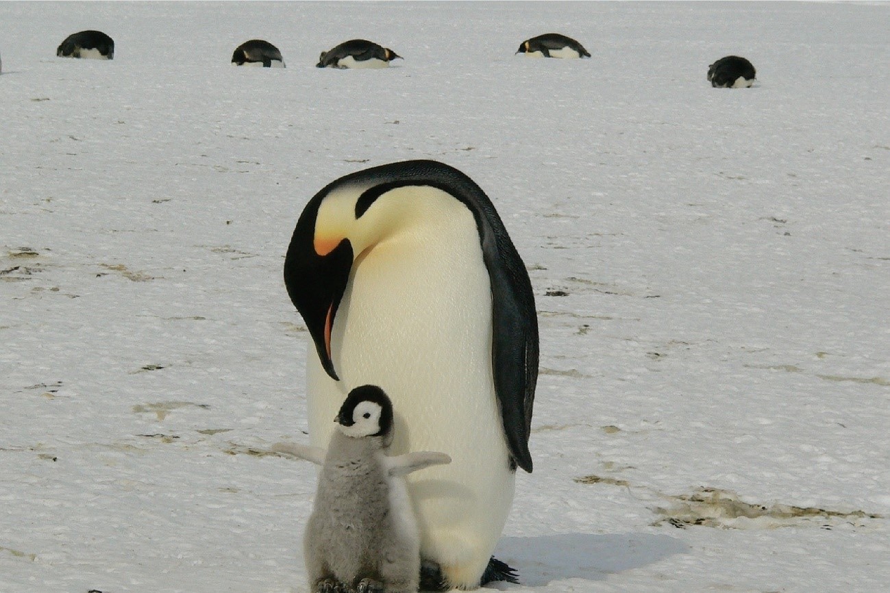 3-気候変動やさまざまな脅威によるペンギンへの影響