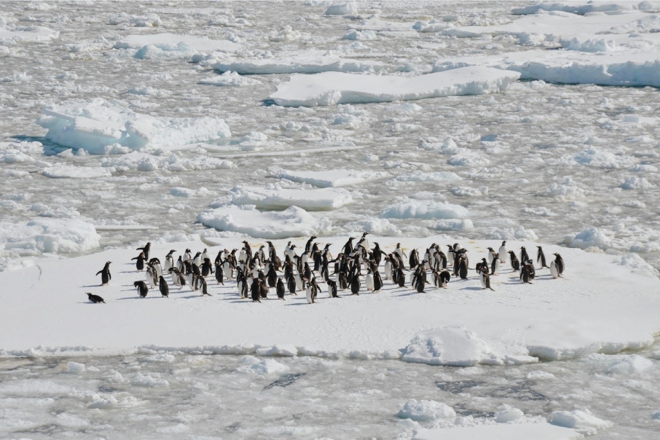 4-気候変動やさまざまな脅威によるペンギンへの影響