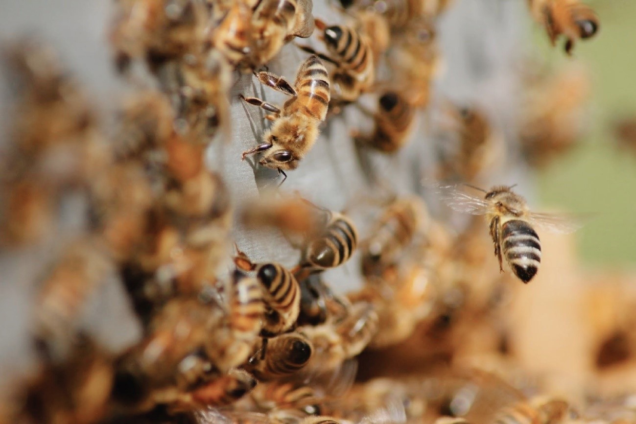 1-気候変動でミツバチが激減！？世界で起きている現象とは
