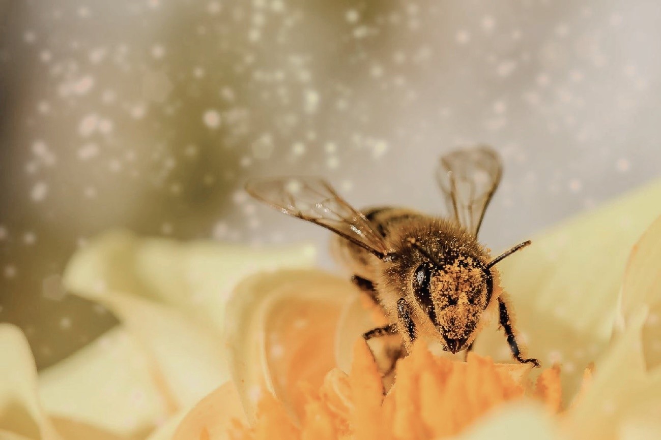 2-気候変動でミツバチが激減！？世界で起きている現象とは