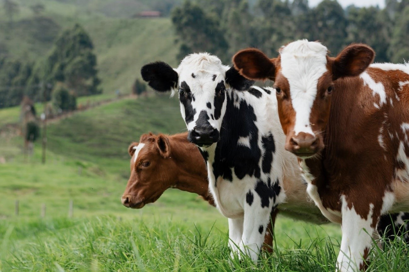 2-気候変動の要因となる牛のゲップから出るメタンガスは減らせる？