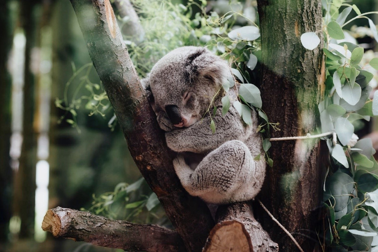気候変動の影響でコアラが絶滅の危機に！激減した理由とは