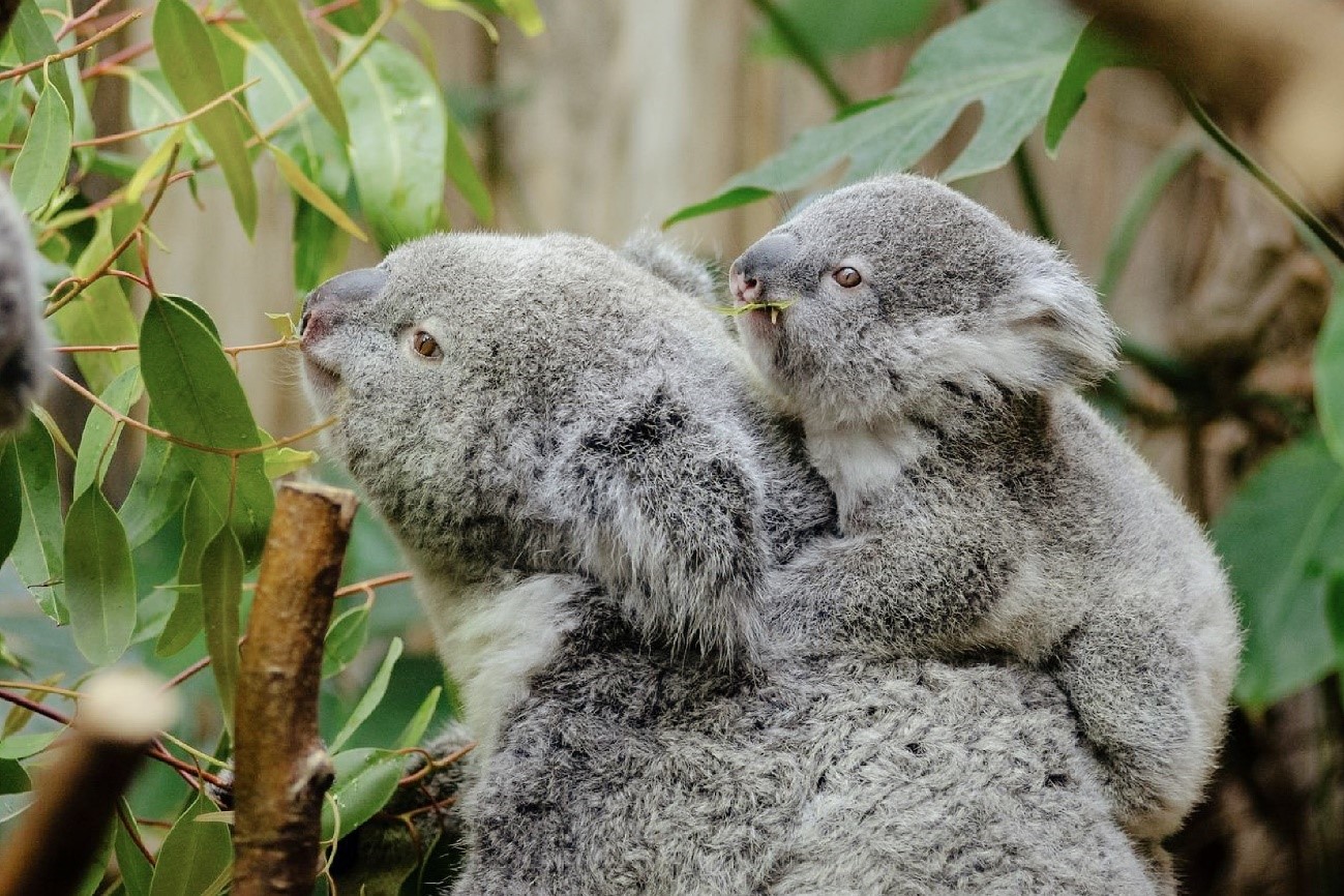 4-気候変動の影響でコアラが絶滅の危機に！激減した理由とは