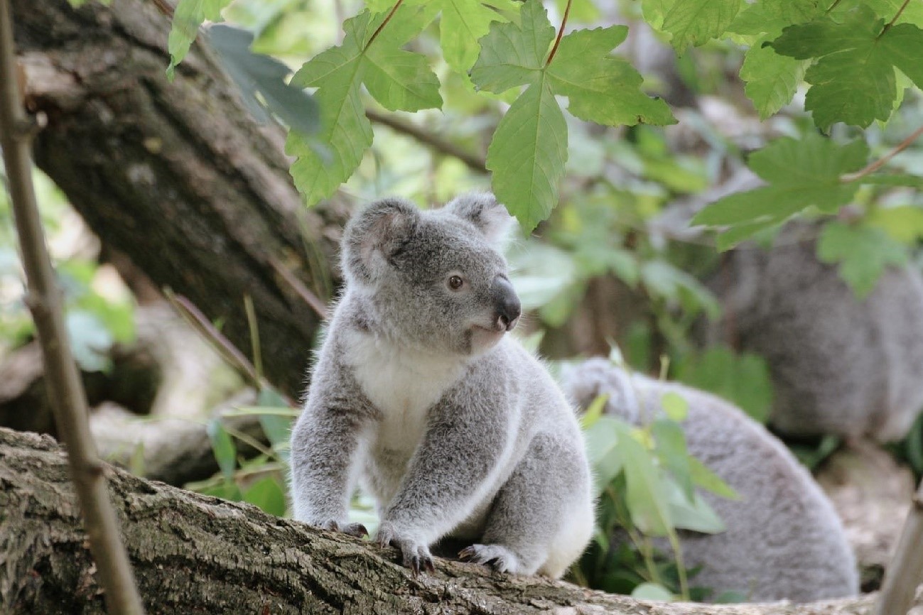 5-気候変動の影響でコアラが絶滅の危機に！激減した理由とは