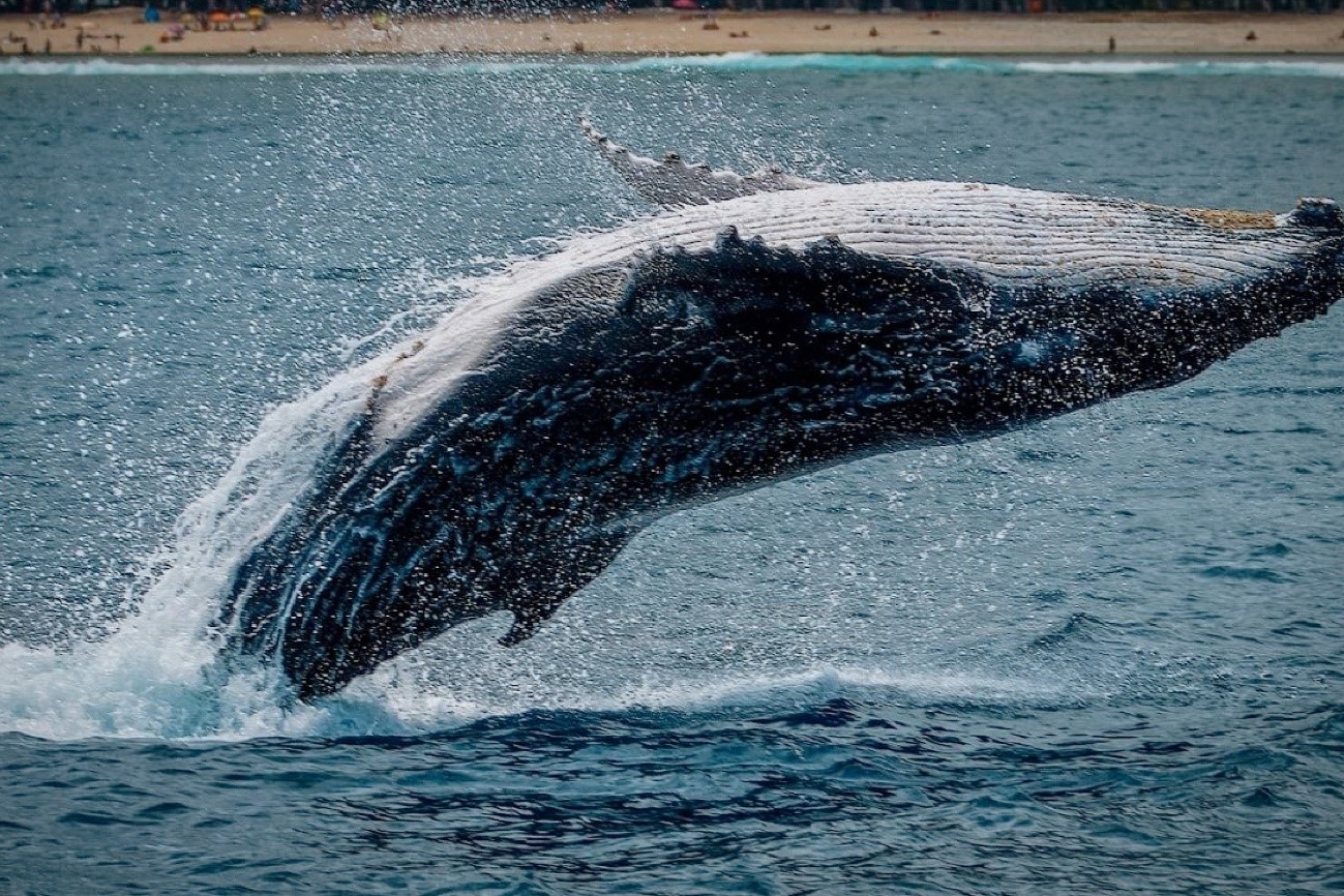 1-クジラが気候変動を抑えてくれる？脱炭素に貢献する理由とは