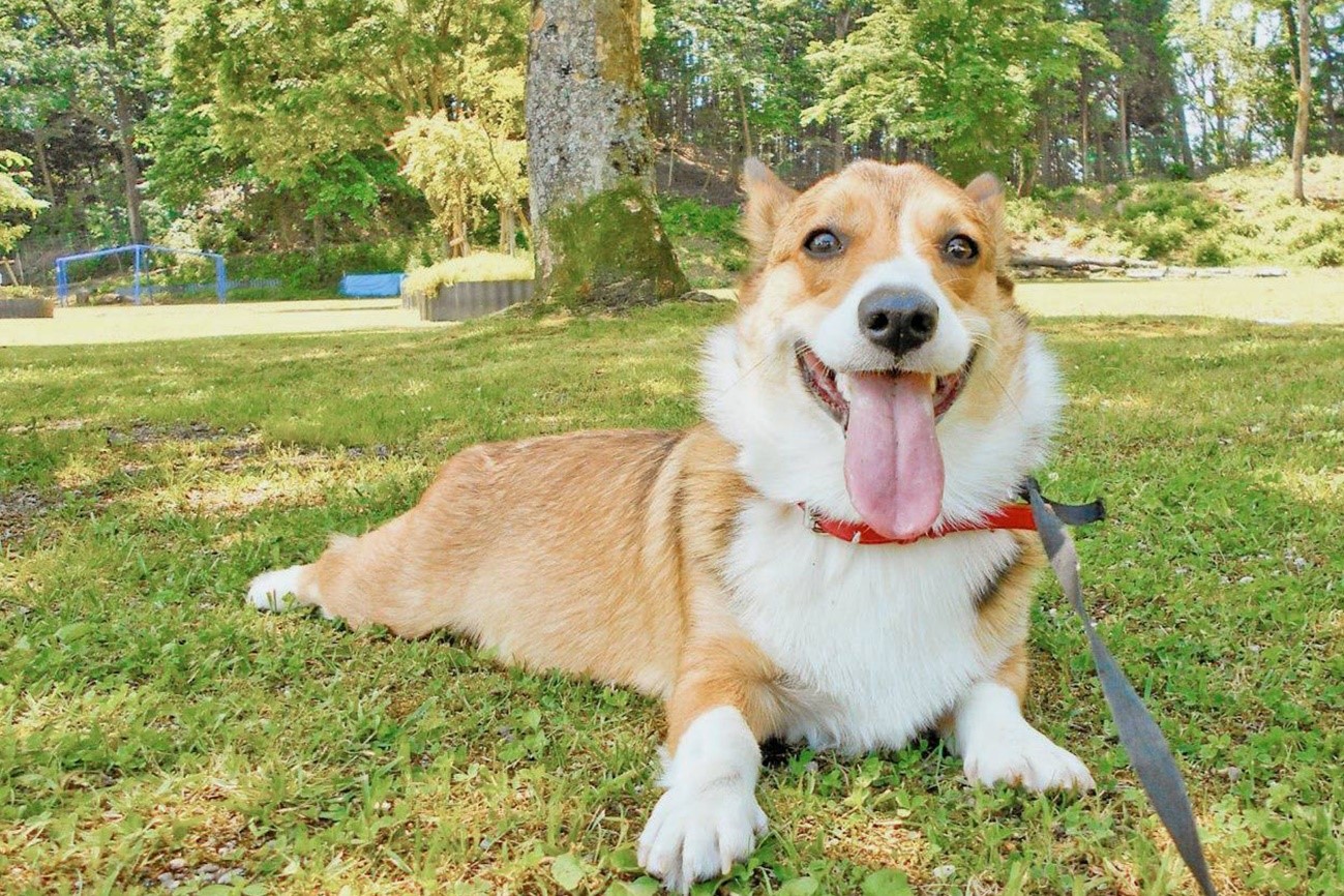 環境に優しいペット用品に注目！犬や猫にうれしいメリットとは