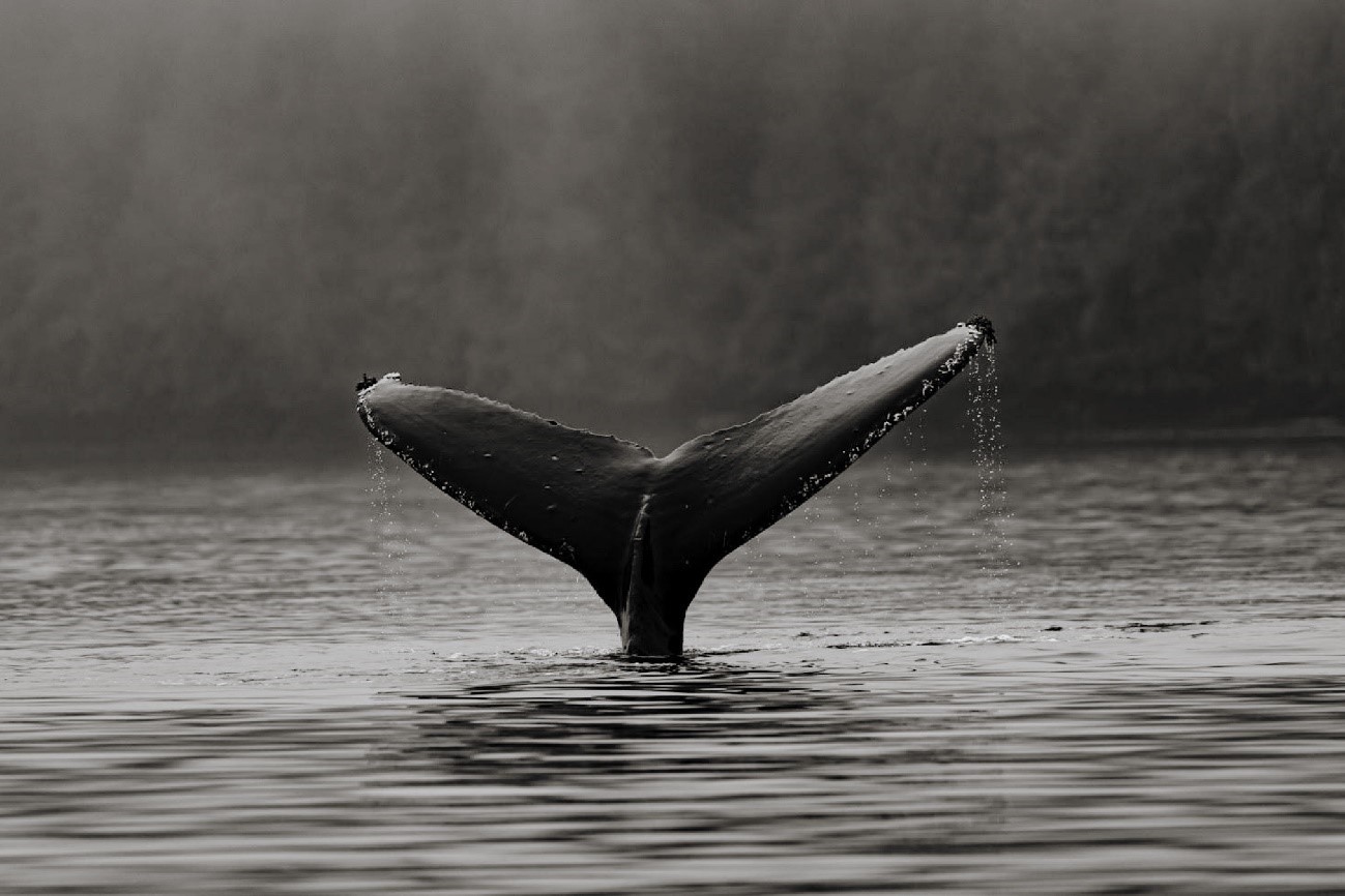 2-クジラが気候変動を抑えてくれる？脱炭素に貢献する理由とは