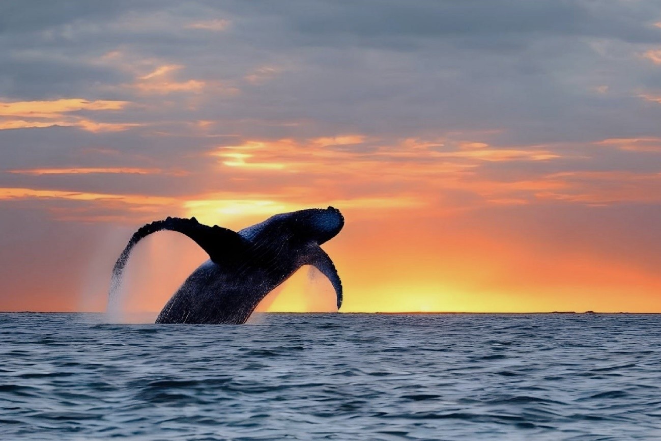 5-クジラが気候変動を抑えてくれる？脱炭素に貢献する理由とは