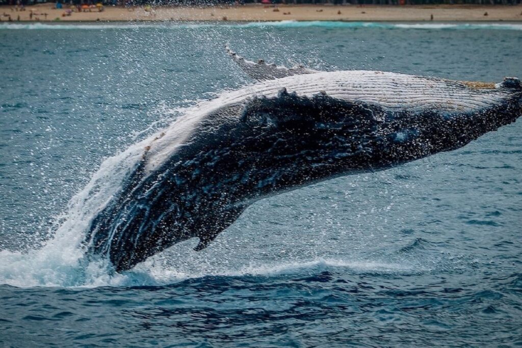 クジラが気候変動を抑えてくれる？脱炭素に貢献する理由とは