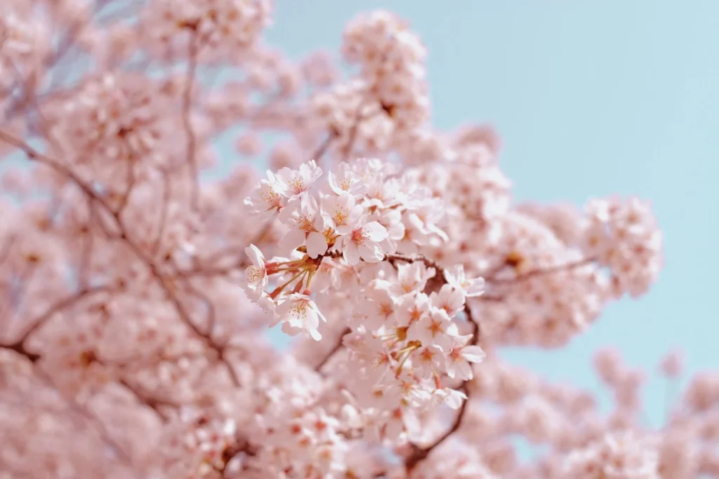 お花見はどうなる？地球温暖化が桜の開花に与える影響