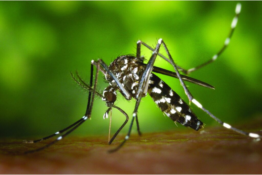 気候変動と感染症の関係｜日本でのマラリアやデング熱流行の可能性