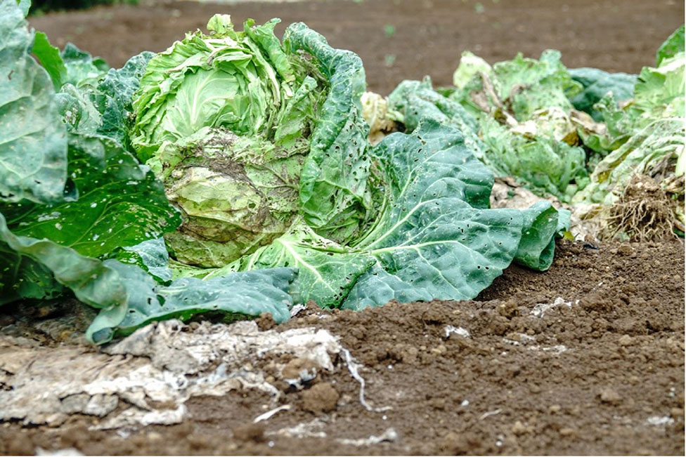 食のサーキュラーエコノミーの実現へ②｜食品廃棄物の再資源化