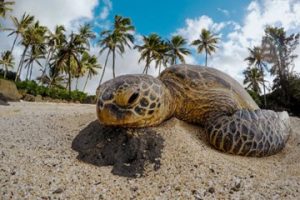 4-気候変動で引き起こされる熱波がウミガメにもたらす影響とは？.jpg