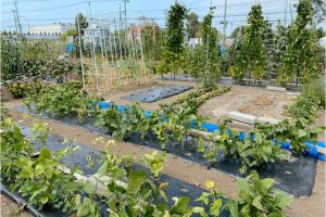 2-Urban Farmingのコミュニティーを調査！メリットも解説.jpg