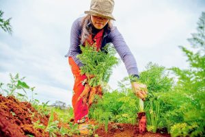 4-Urban Farmingのはじめ方｜ポイントや選び方を解説.jpg