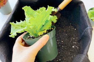 3-ベランダから始めるUrban Farming｜実践方法や注意点を解説.jpg