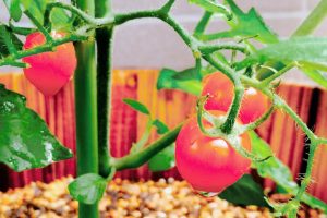 5-ベランダから始めるUrban Farming｜実践方法や注意点を解説.jpg