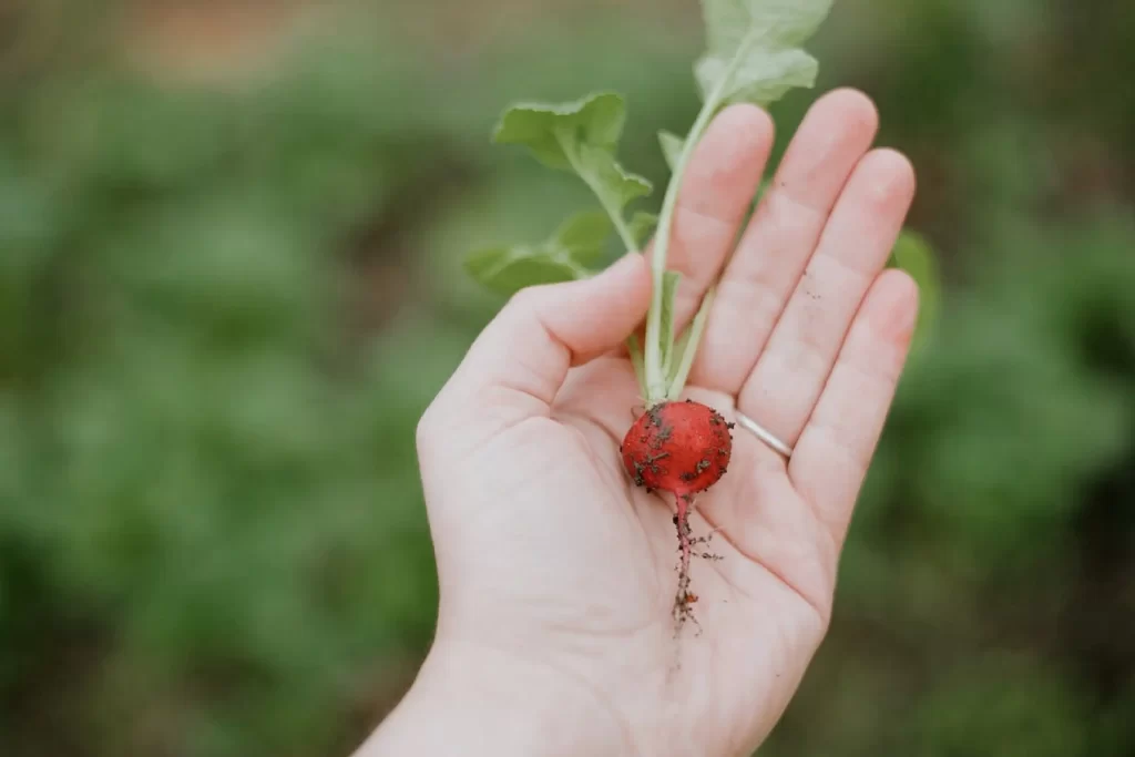 ロサンゼルスにおけるUrban Farming｜背景や事例を解説