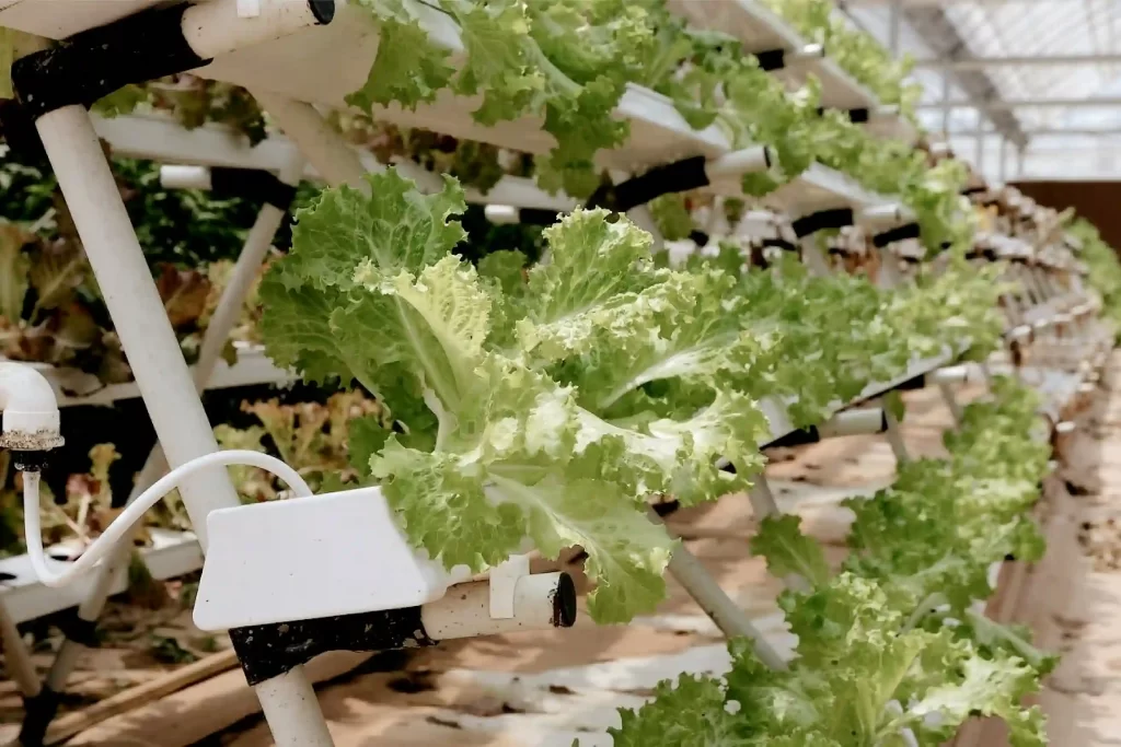 室内で食料生産できるUrban Farming｜垂直農法とは？