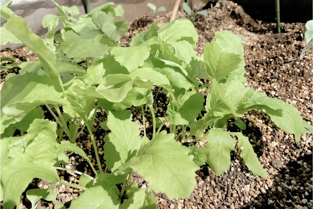 Urban Farmingな暮らしがかなう！屋上菜園付き物件とは？